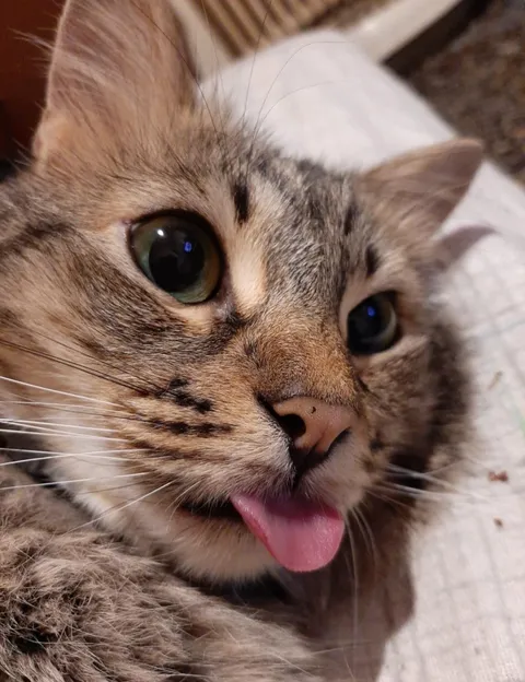 All you humans must admire my tongue 🤗