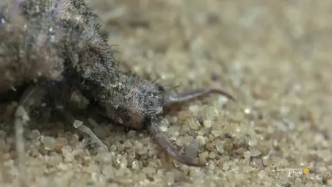 🔥The larval Antlion - a voracious predator that lies in wait for its prey. These funnel-shaped pits are built by members of just 3 antlion tribes: Myrmeleontini, Myrmecaelurini, and Nesoleontini.