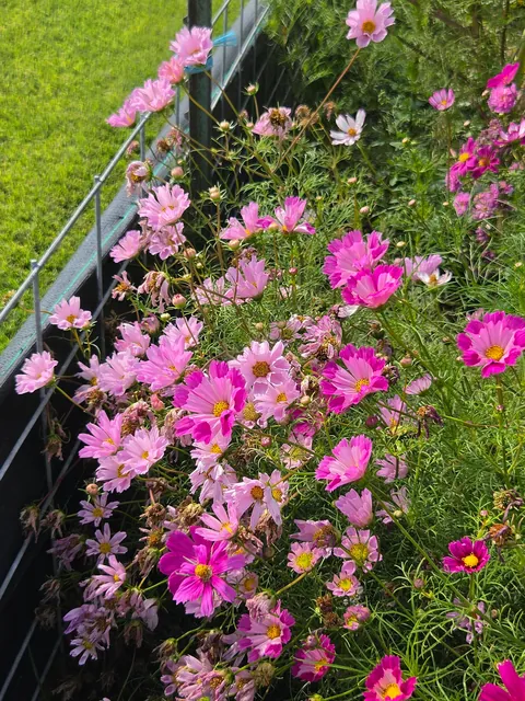 Late summer in the garden