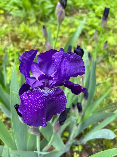some of the irises around the pond in my garden…. don’t miss the black gem at the end