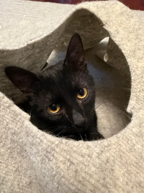 Happy 1st birthday my handsome little man!