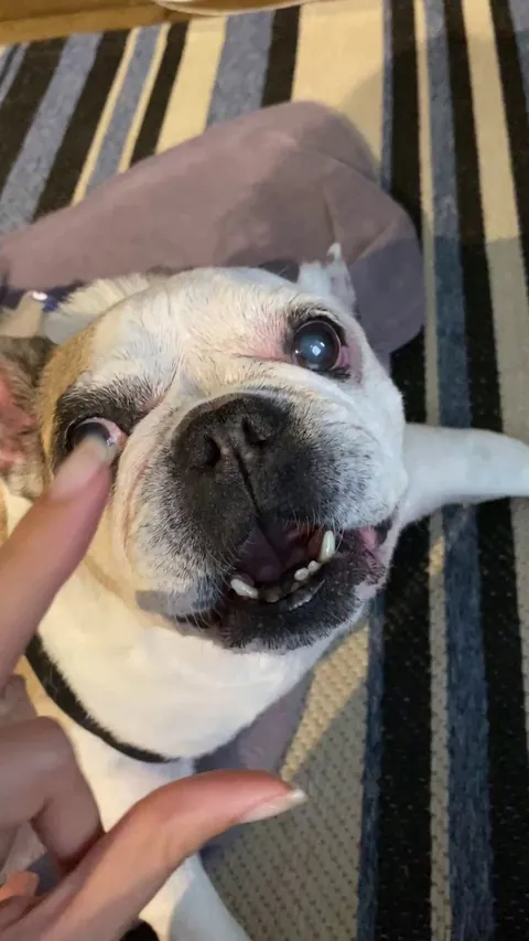 This old lady I’m dogsitting won’t allow me to stop petting her 😔