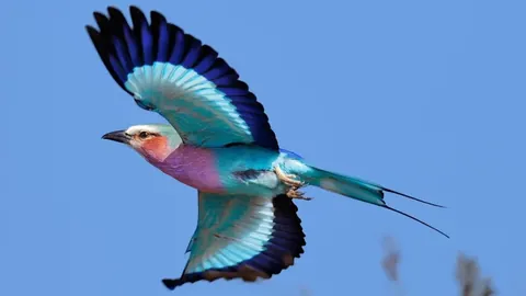 🔥The beautiful Lilac breasted roller