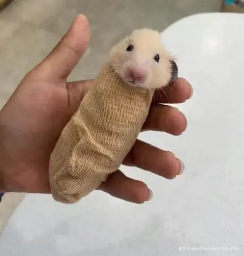 Some of my favorite images of animals getting CT scans