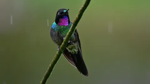 🔥Birds of Colombia are absolutely spectacular. Finishing a 2 week photo tour from Cali to Medellin.