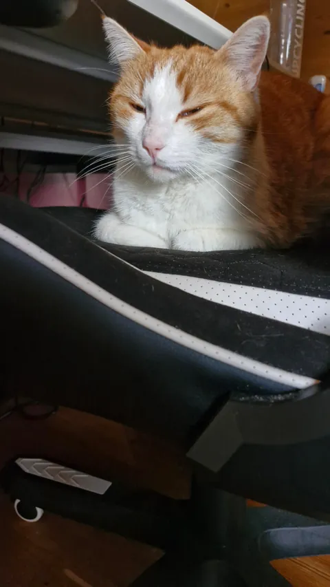 Tribute to my beloved Simba