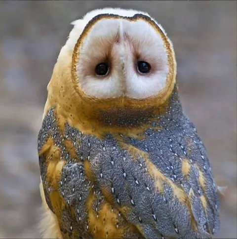 Owl with upside down face