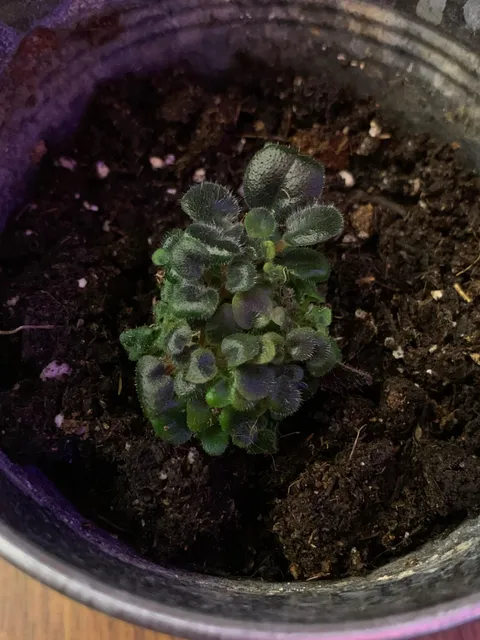 I grew an african violet plant out of one single leaf!