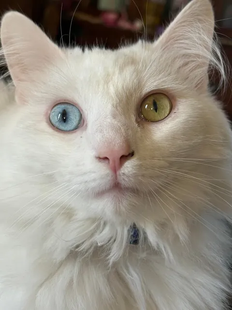 Show me some pretty cat closeups!