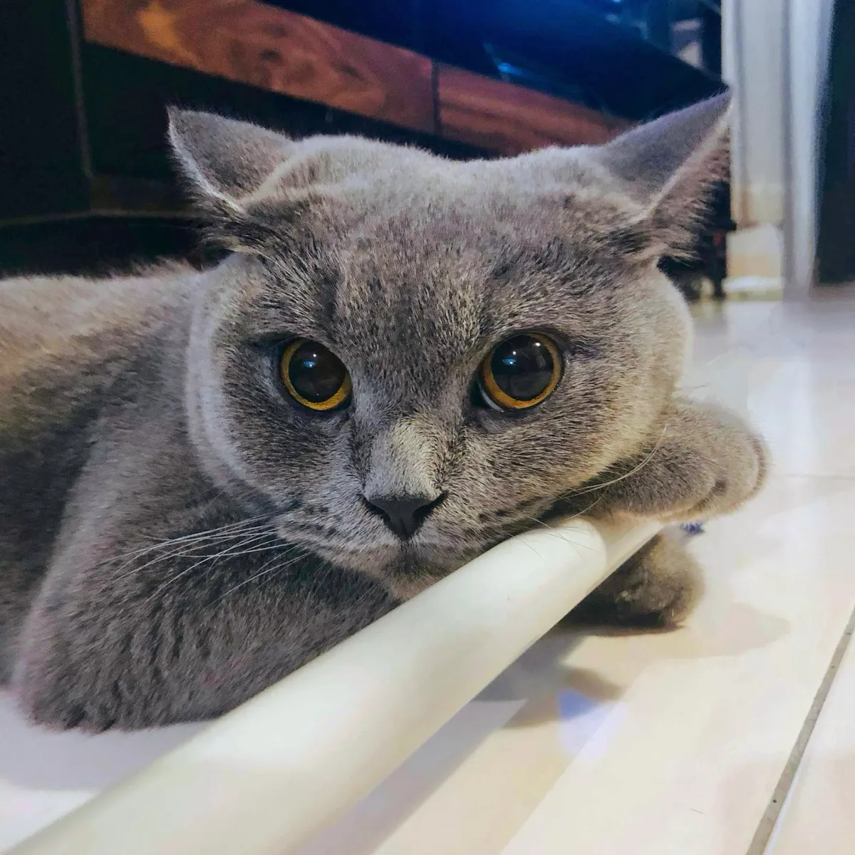 Meet my cat. She runs the world &amp; I'm just lucky to be in it.