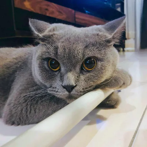 Meet my cat. She runs the world &amp; I'm just lucky to be in it.