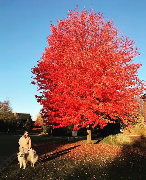 The way the sun hit this tree
