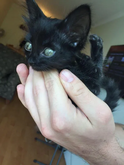 I adopted a bat and it turned out to be a cat???