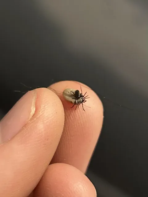 Pulled this tick off my dog that has a tick in it