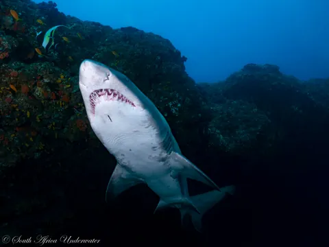 🔥 Raggedtooth/Sand Tiger Sharks today on Aliwal Shoal, South Africa