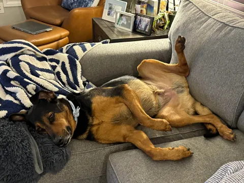 It’s Gary! My goofy, handsome, spoiled boy