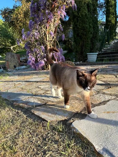 My buddy is gone 2019-2025