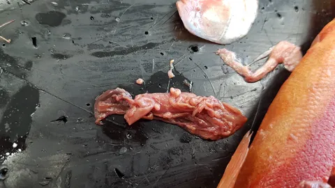 I was dissecting a kokanee salmon in class and found these weird spheres. My teacher is stumped, so if anyone can confirm they're a parasite or something that'd be great! I believe that's the stomach they're attached to?
