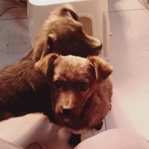 They were two tiny puppies I found near a trash bin. Then they grew into two girls who never left my side 💛