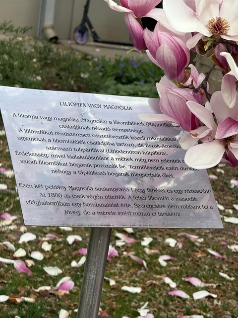 I’m obsessed with Magnolias, show me yours blooming