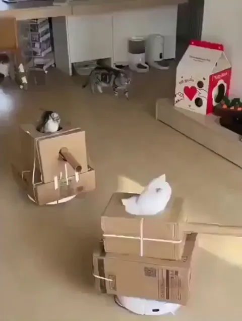 Tank wars: battle of the fluffy living room