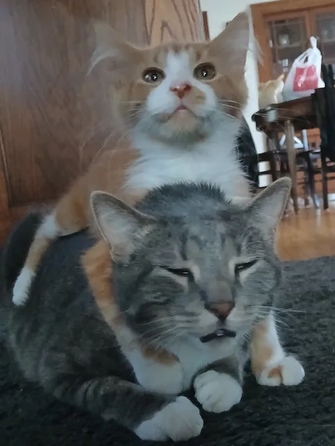 My mom asked me how the new kitten and my 3 year old are getting along? I sent this.