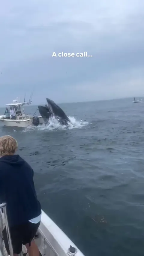 🔥Humpback Whale breaches &amp; lands on fishing boat🐳