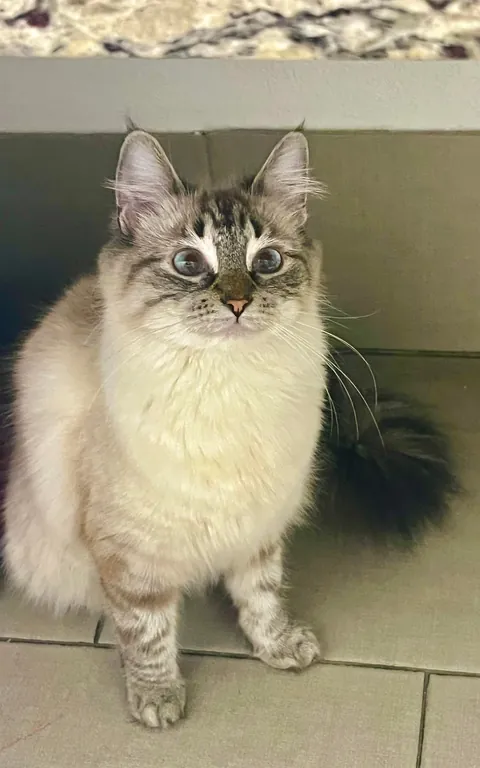 My beautiful girl 🩷 adopted her today!