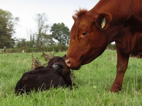 [OC] My pet cow Chunk had her baby, Chip, 4 weeks ago. She is such a good mother!