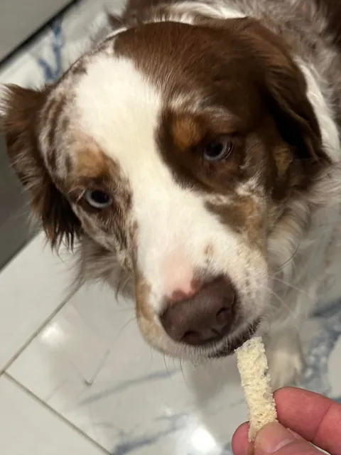 [homemade] patty melt