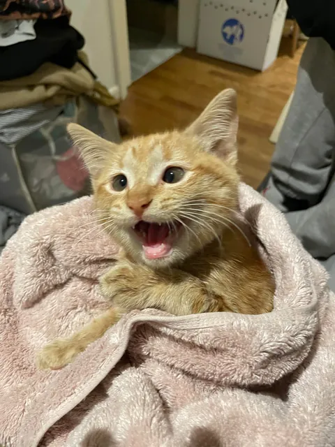 I’ve lost my best friend Link