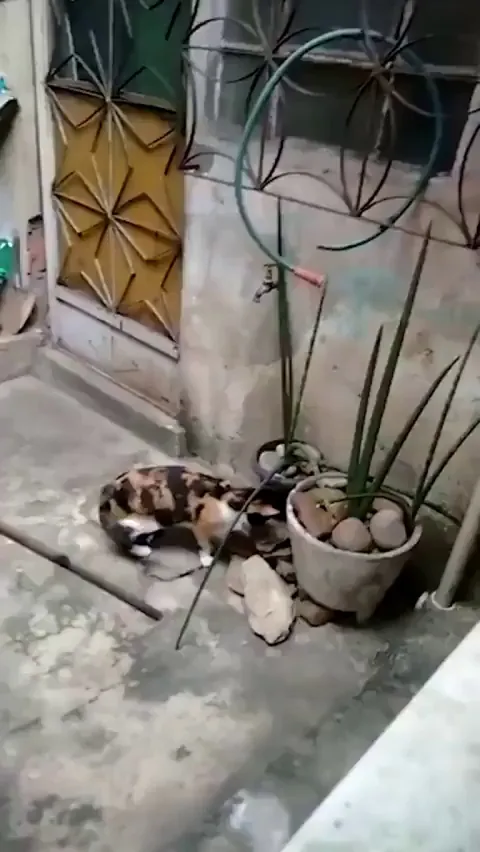 The rat didn't even lift it and then jump in, no he calculated everything before, lifted it and jumped at the same time.