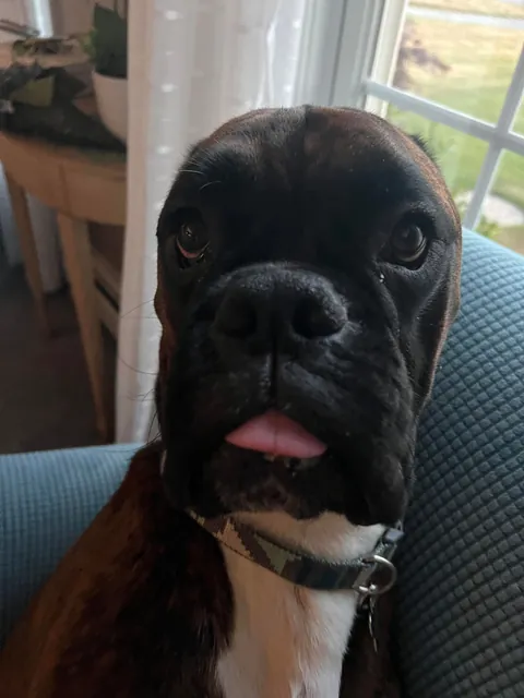 This is Bruno. Sometimes I wonder what planet he’s on.