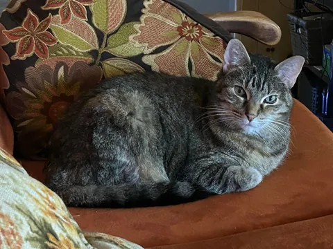 Please hug your cats a little tighter. I never thought I would make a post like this.