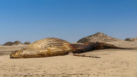 A few months ago, I hopped in my Renault Clio and took a month-long solo camping trip across Namibia.