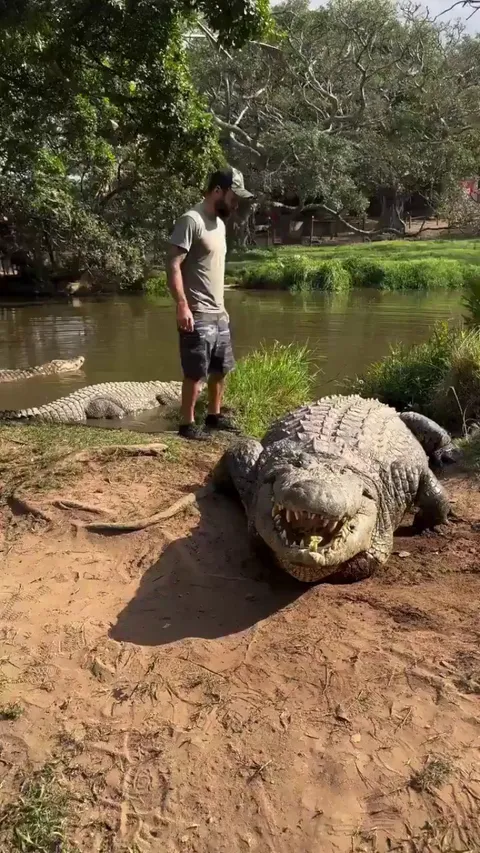 This is Henry, a Nile crocodile. It is reported to be the oldest known crocodile in the world, born on December 16, 1900