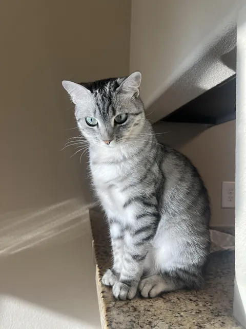 I think my friend’s cat is so PRETTY
