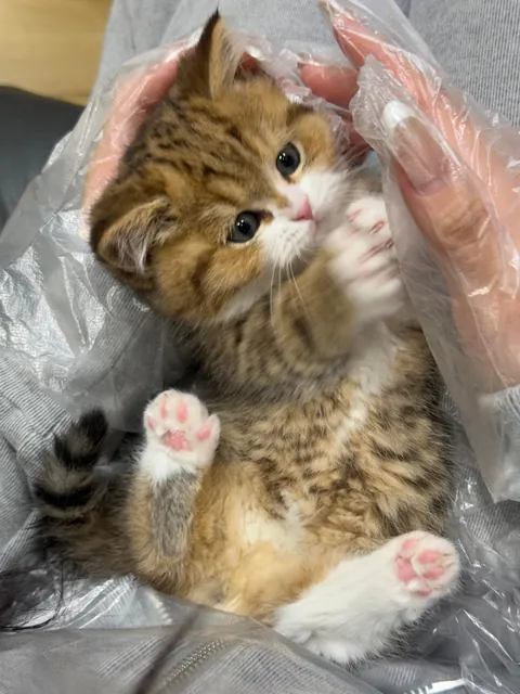 I was not prepared for this level of cute