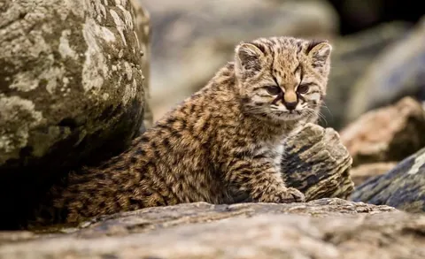 🔥Meet The Kodkod: One of the World's Smallest Wild Cats
