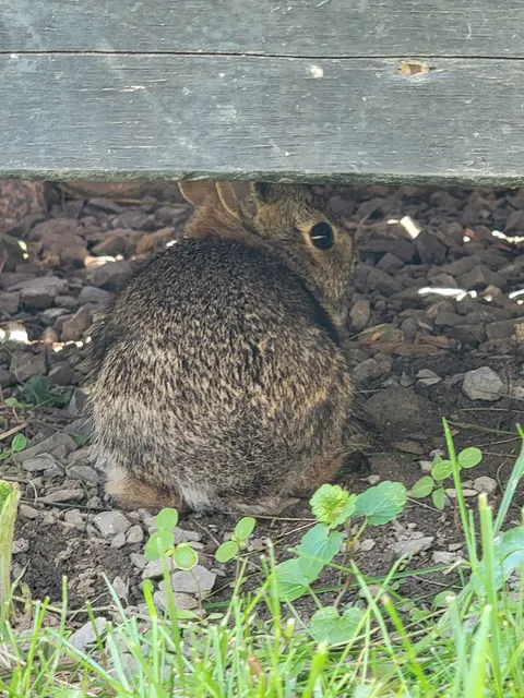 Baby bun under my deck