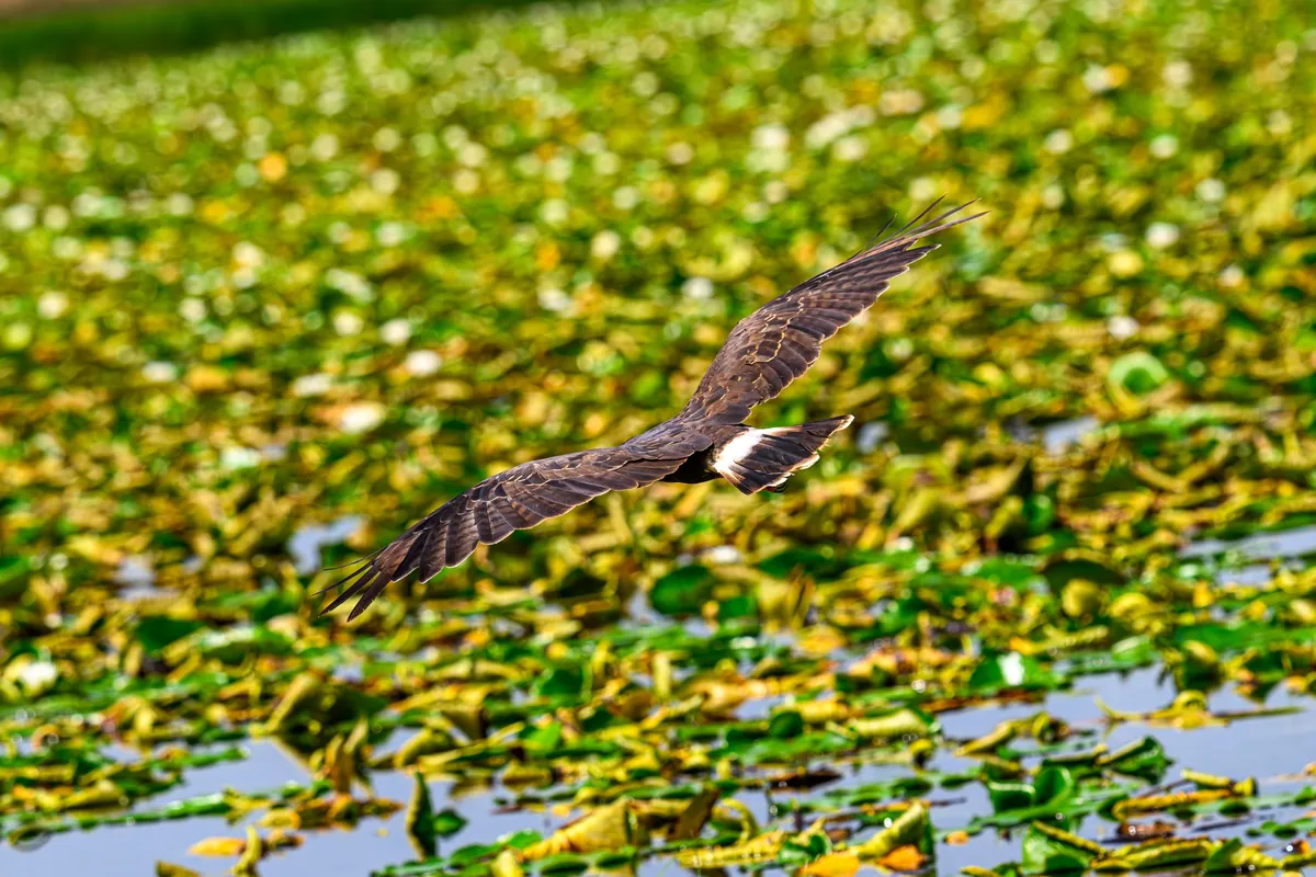 🔥 The Endangered Florida Snail Kite