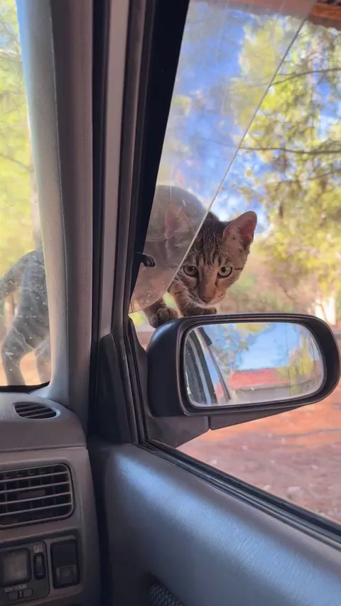 Random cat just enters my car