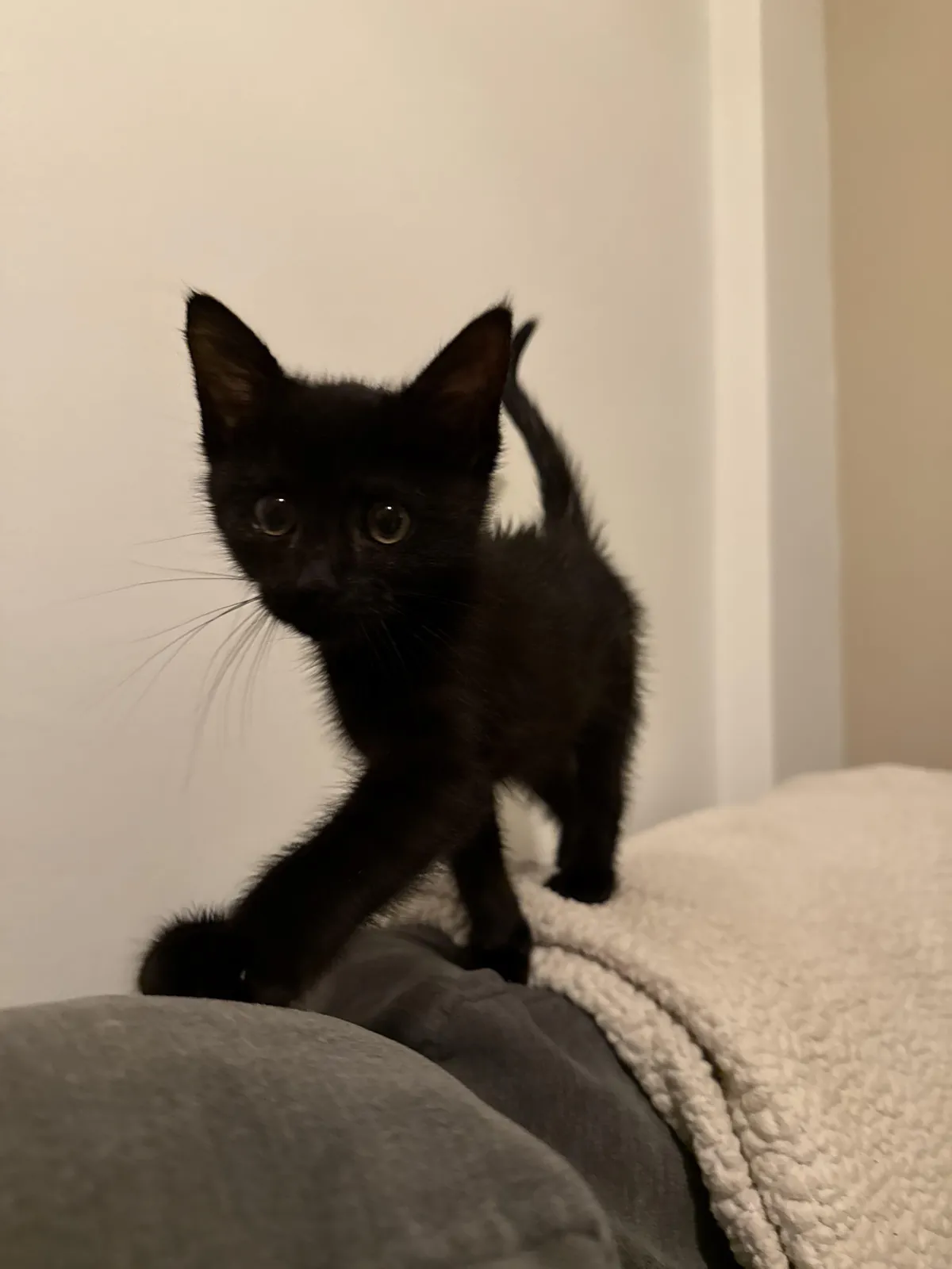 Mine and my girlfriend’s new kitten!