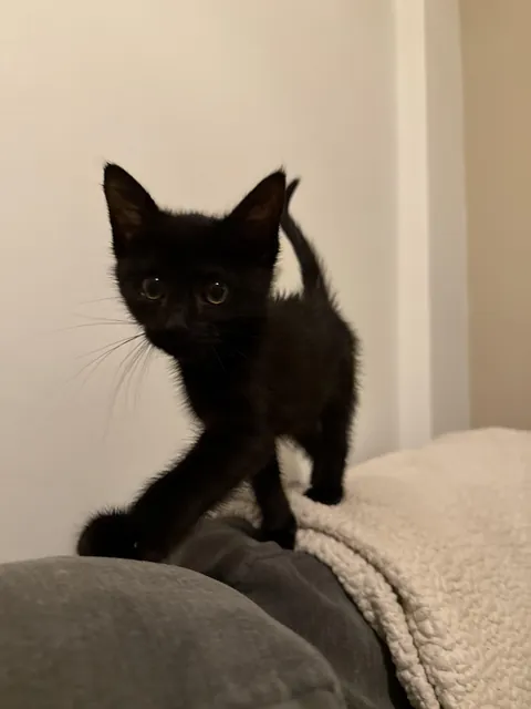 Mine and my girlfriend’s new kitten!