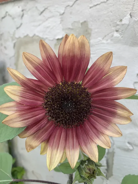 Struggled with store bought sunflower seeds then just planted bird seed and have these showing up :) not sure what kind they are but they are pretty :) 