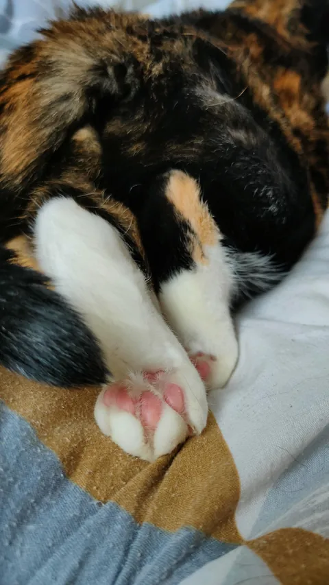 Currently an OnlyPaws model