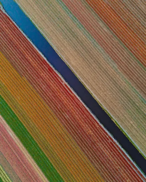 A glimpse of what Tulip season in the Netherlands look like
