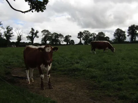 Rose and Willow are never too far apart. I often see them grazing with each other away from the rest of their herd.