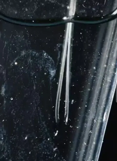 Close up view of a Humming bird's tongue with slow motion