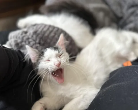 biiiig yawn